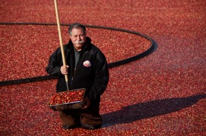 Cranberry-Grower