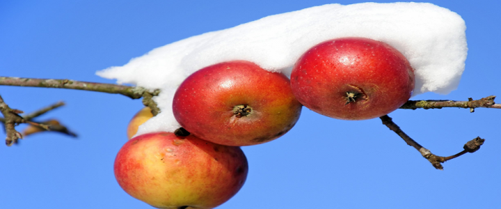 apples_Frost_960_400