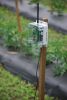 IAS RF90 Monitors Tomatoes